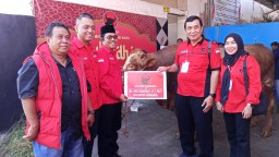 DPC PDI Perjuangan Kota Surabaya Sembelih 12 Ekor Sapi Tingkatkan Iman dan Takwa Berbagi dalam Keikhlasan