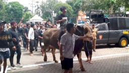 Tolak Relokasi ke Osowilangun Ratusan Jagal Pegirian Geruduk DPRD Surabaya Sambil Bawa Sapi
