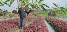 PGN Jatim Makoda Bojonegoro tanam bayam merah, perkuat ideologi Pancasila